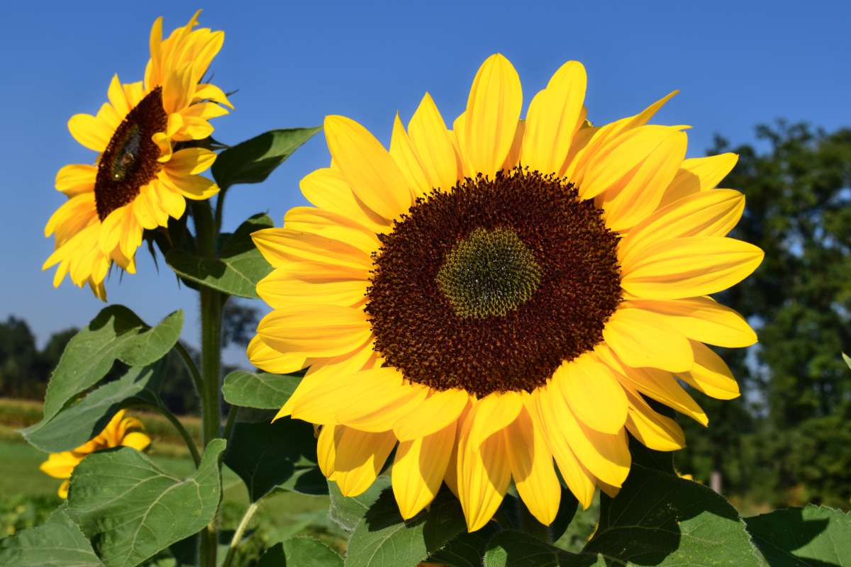 sunflower